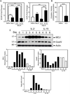 Glycolysis Induces MCJ Expression That Links T Cell Proliferation With <mark class="highlighted">Caspase-3 Activity</mark> and Death
